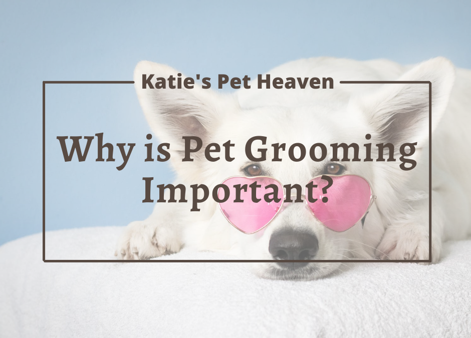 Why is Pet Grooming Important