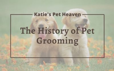 The History of Pet Grooming